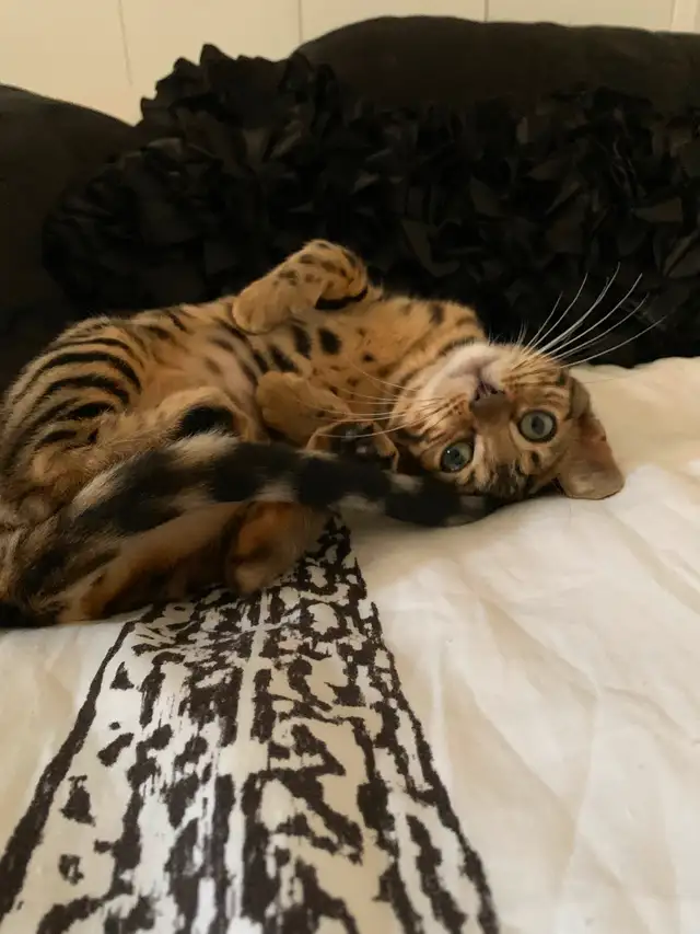 Chatte  de Bengal - Gisèle in Cats & Kittens for Rehoming in Laval / North Shore - Image 11