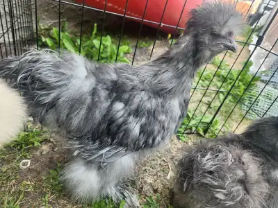 Silkies roosters, View more