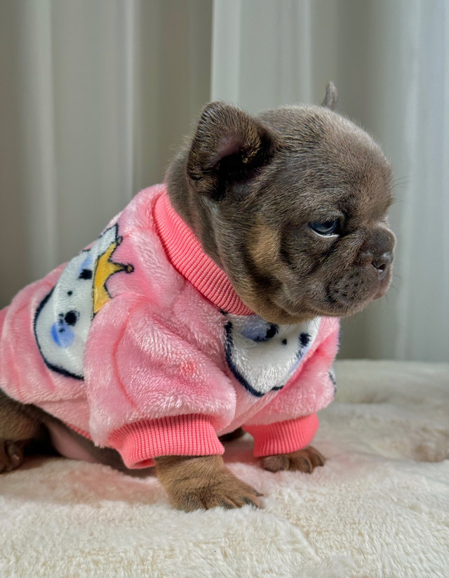   French Bulldog female fluffy & testable carrier, Ckc   in Dogs & Puppies for Rehoming in Red Deer