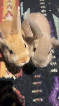 Baby bunnies 