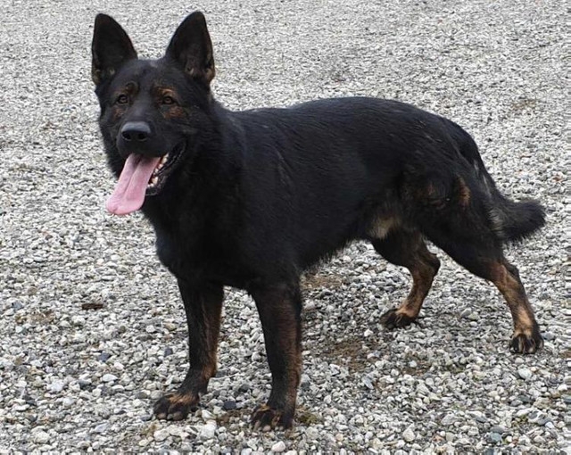 Adult Male German Shepherd Czech Import in Dogs & Puppies for Rehoming in Lethbridge