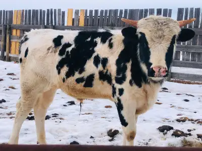 Yearling Longhorn/Holstein Cross Bull, View more