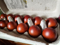 ●●HATCHING FERTILIZED EGGS BLACK FRENCH COPPER MARANS AND OTHERS