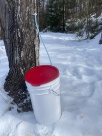 Maple syrup buckets & downs (spiles)