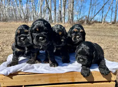 American Cocker Spaniels, View more