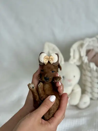 Adorable Toy Poodles Ready for Loving Homes, View more