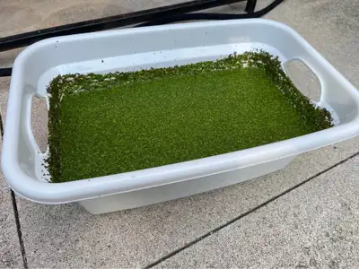 Aquarium Duckweed, View more