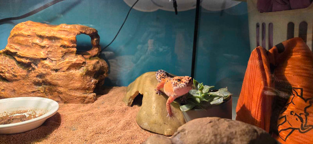 Leopard Gecko in Reptiles & Amphibians for Rehoming in Barrie - Image 2