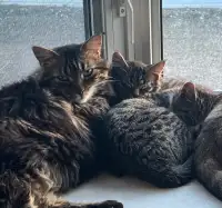 2 male 4 months old FREE KITTENS