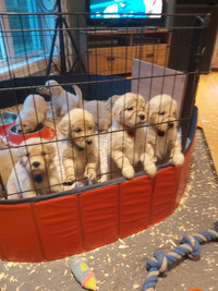 Chiots Golden Retriever Puppies