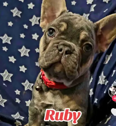 French Bulldog Puppies -  - NB, View more