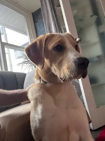 rottweiler mix with Great Pyrenees, View more