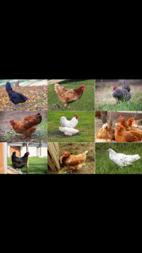 Need to rehome your chickens or ducks ?