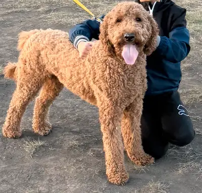 F1B grade golden doodle , View more