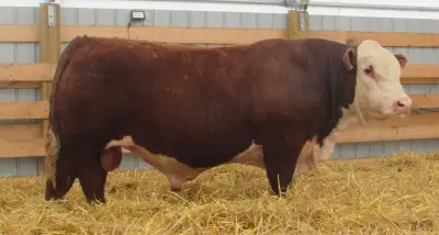 Hereford Bulls, View more