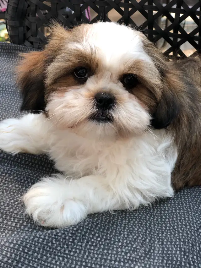 Chiot shih-tzu mix à adopter. in Dogs & Puppies for Rehoming in Laval / North Shore - Image 7