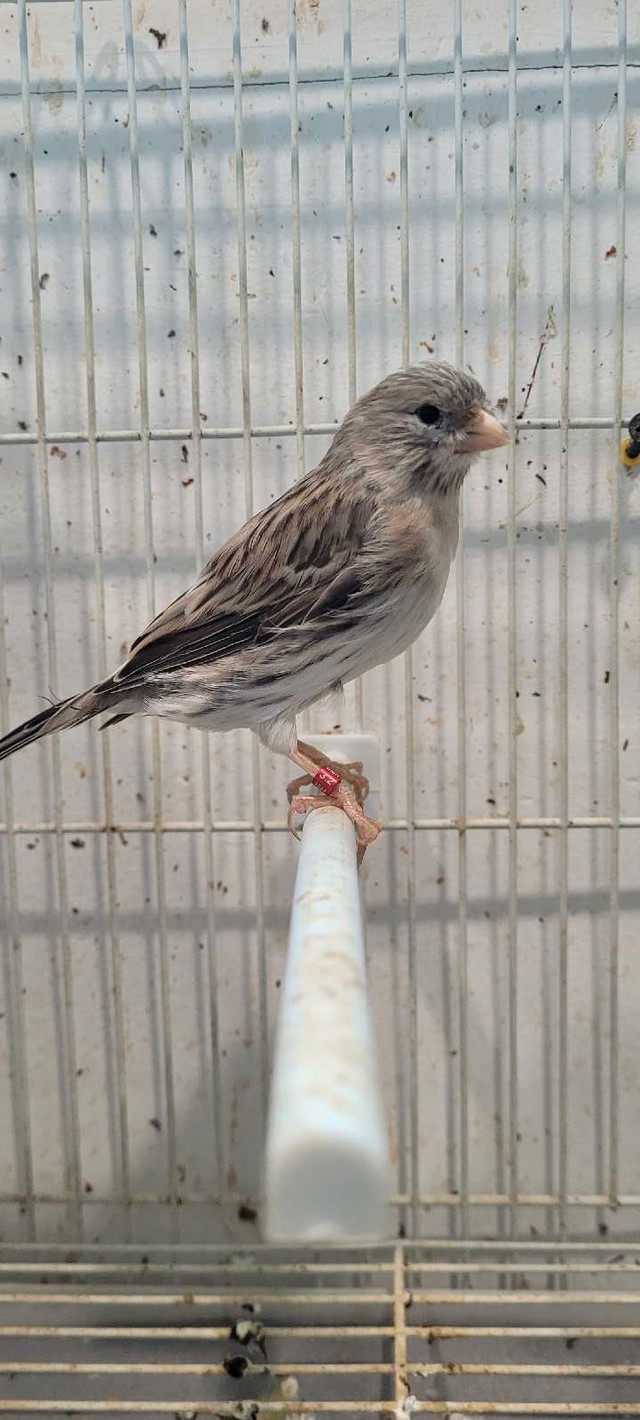 femelle canari  dans Oiseaux à adopter  à Laval/Rive Nord