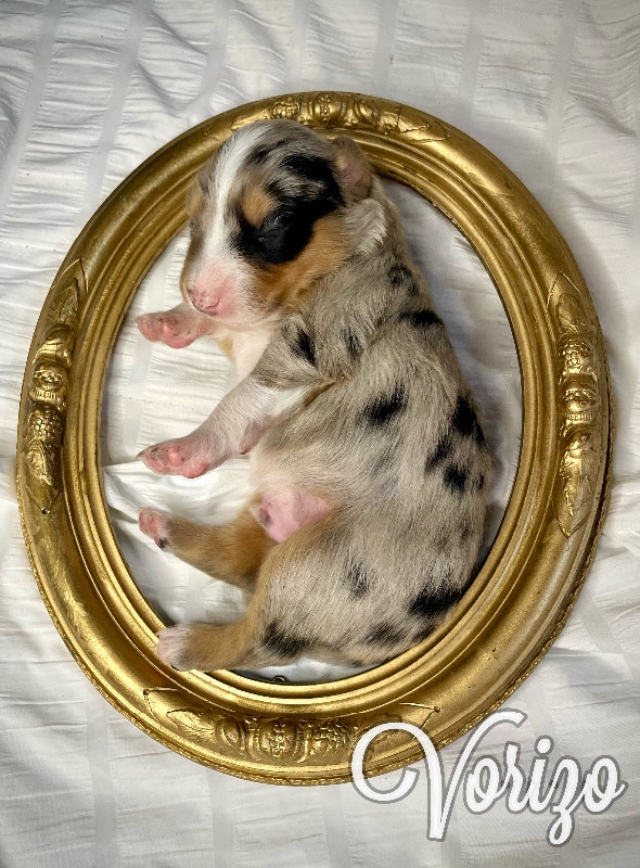 Australian Shepherd puppies Dogs & Puppies for Rehoming Smithers