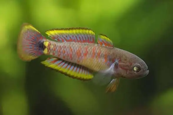 Peacock Goby - Gudreon in Fish for Rehoming in Markham / York Region - Image 3