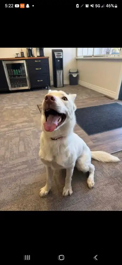 husky-collie dog for urgent rehoming, View more