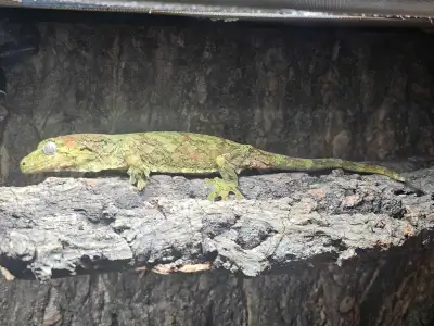 CHAHOUA GECKO PAIR (PINE ISLAND), View more