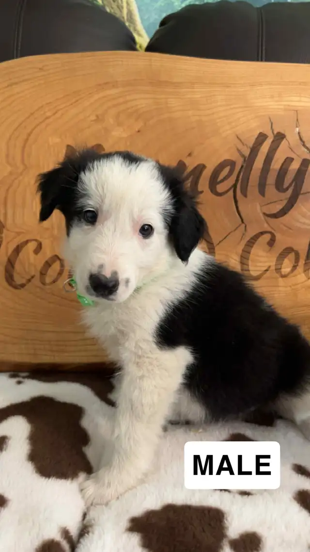 Border Collie Puppies  READY TO GO ! in Dogs & Puppies for Rehoming in Napanee - Image 5