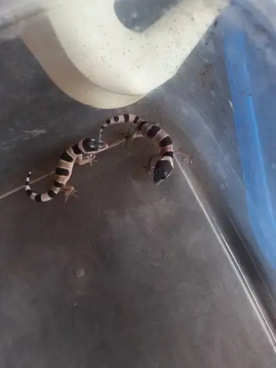 Baby leopard geckos $60 ea eating small crickets 2 for $100