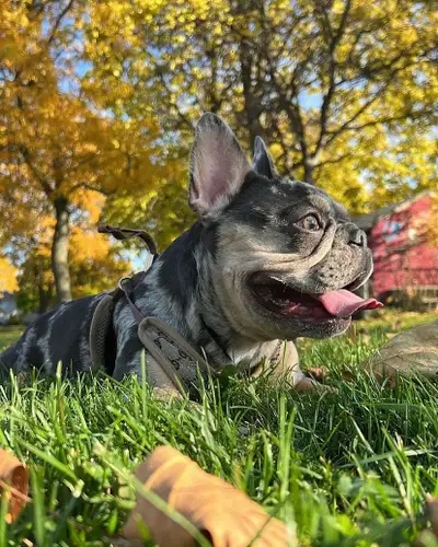 French Bulldog Female, View more