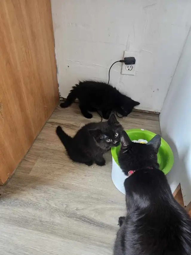 Beau petit couple de jumeaux à vendre in Cats & Kittens for Rehoming in Laval / North Shore - Image 2