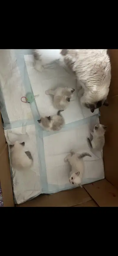 Purebred ragdoll kittens, View more