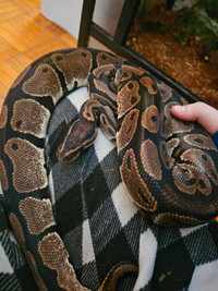 Adult Ball Python for Rehoming
