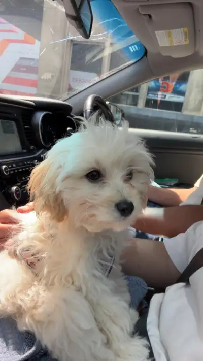 Maltipoo Puppy, View more