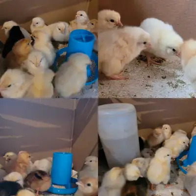 I have 25 chicks available