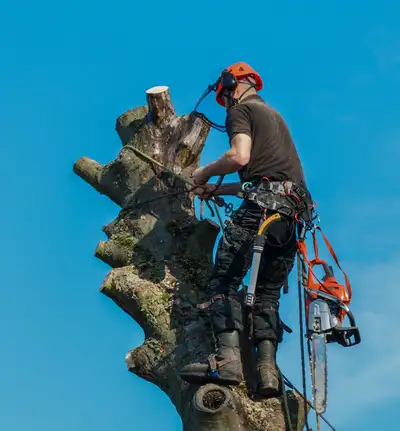 FALL TREE REMOVAL, View more