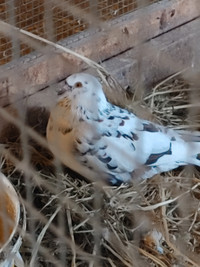 Pigeon (Pair)