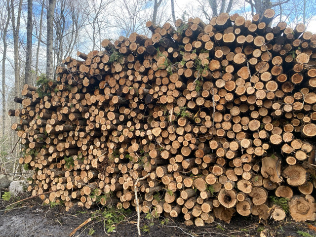 WANTED: cedar logs and posts in Other in Trenton - Image 2