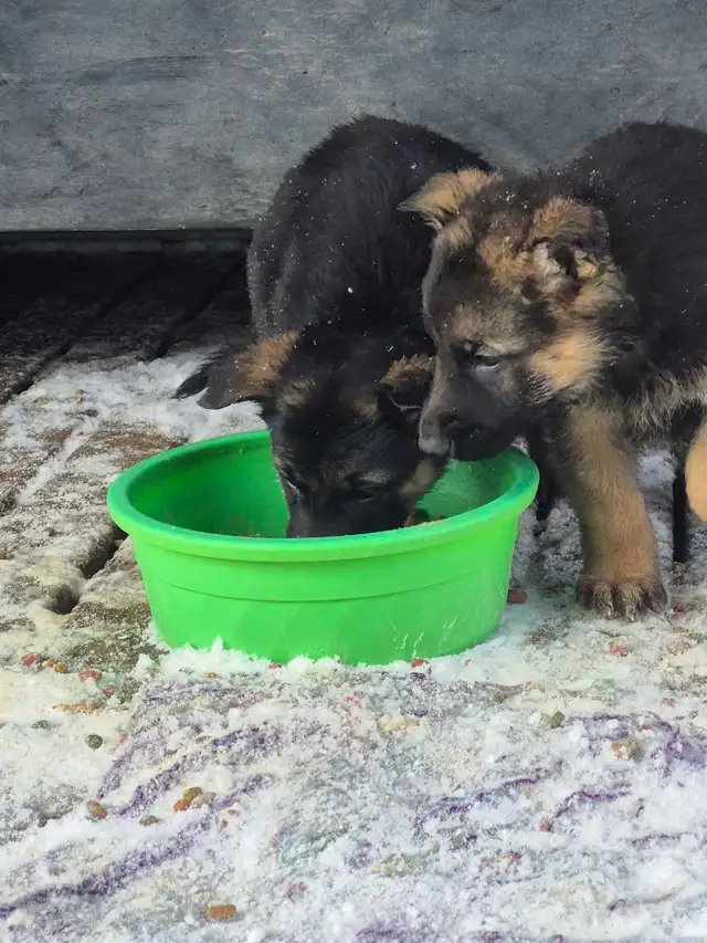 Puppies german shepherd/ Chiots berger allemand in Dogs & Puppies for Rehoming in Moncton - Image 10