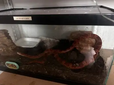 Male Corn Snake, View more