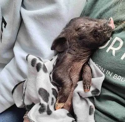 pot belly piglet, View more