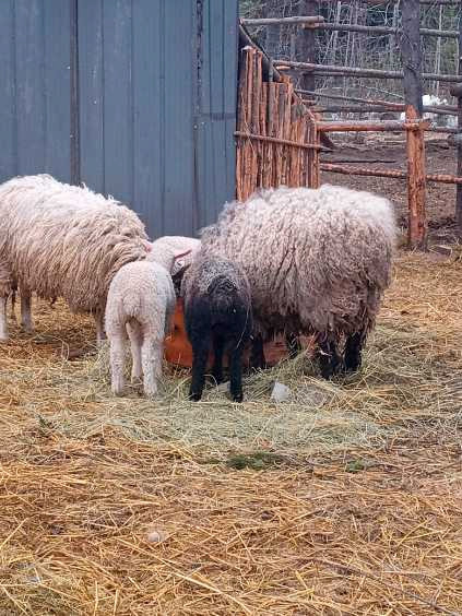 William cotswold/ east fresian ram lamb in Livestock in Terrace - Image 4