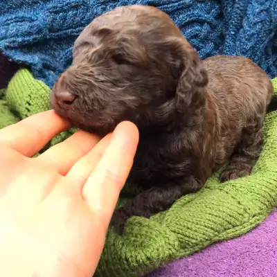Standard Poodle Puppies, View more
