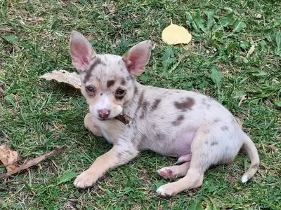 Chihuahua Puppies - Ready to Go!, View more
