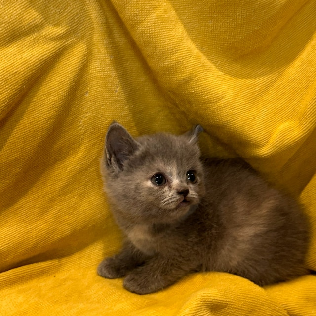Purebred British Shorthair Kittens Ready! Cats & Kittens for Rehoming