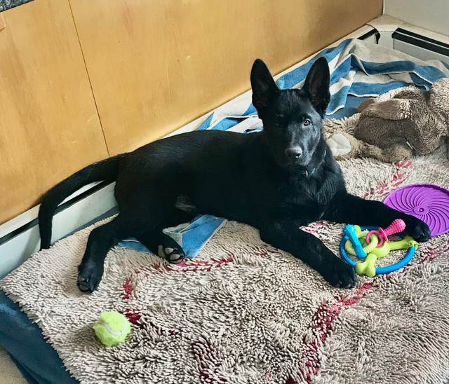 Exceptional German Shepherd Puppy in Dogs & Puppies for Rehoming in Charlottetown