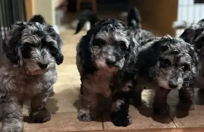 13 week old Merle  medium aussiedoodles  born April 11, View more