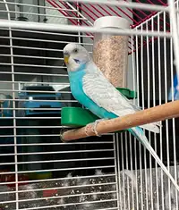 Two budgies with cage