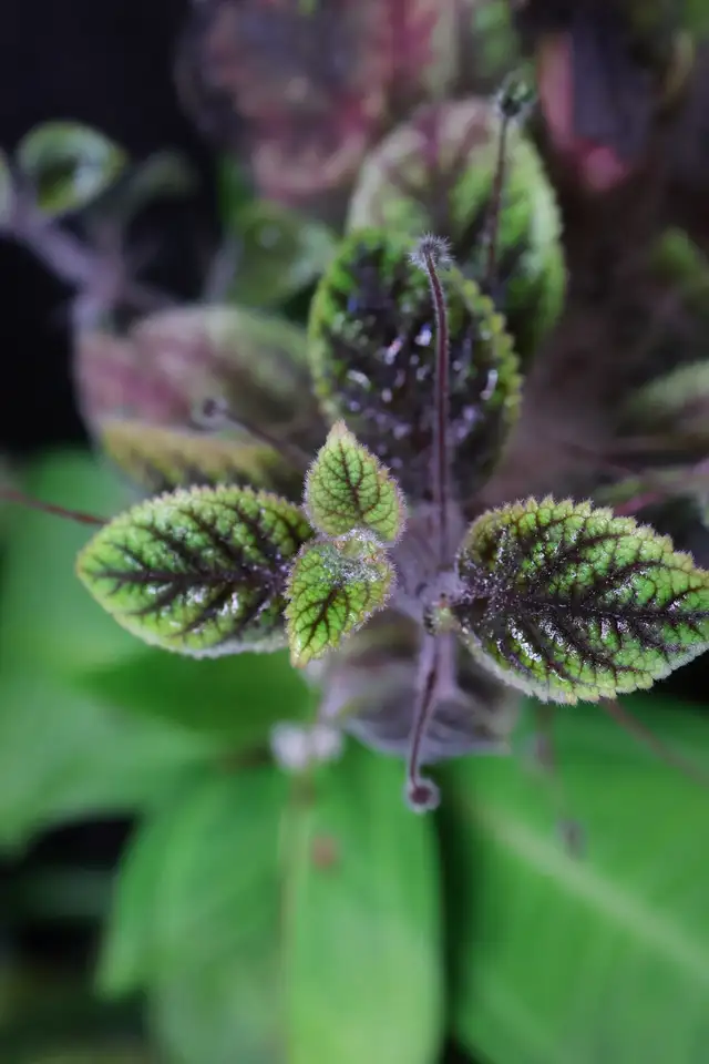 Vivarium plants in Reptiles & Amphibians for Rehoming in North Shore - Image 5