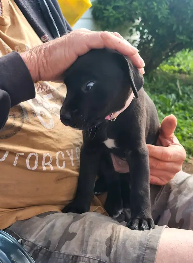 Looking for our Furever Home in Dogs & Puppies for Rehoming in Owen Sound - Image 6