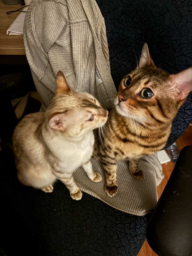 2 Beuatiful Bengals  in Cats & Kittens for Rehoming in Trenton - Image 3