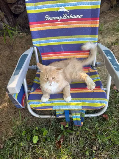 ⛳️Genuine Tommy Bahamas BEACH Chair ️‍♂️ Only $29 ⛳️, View more